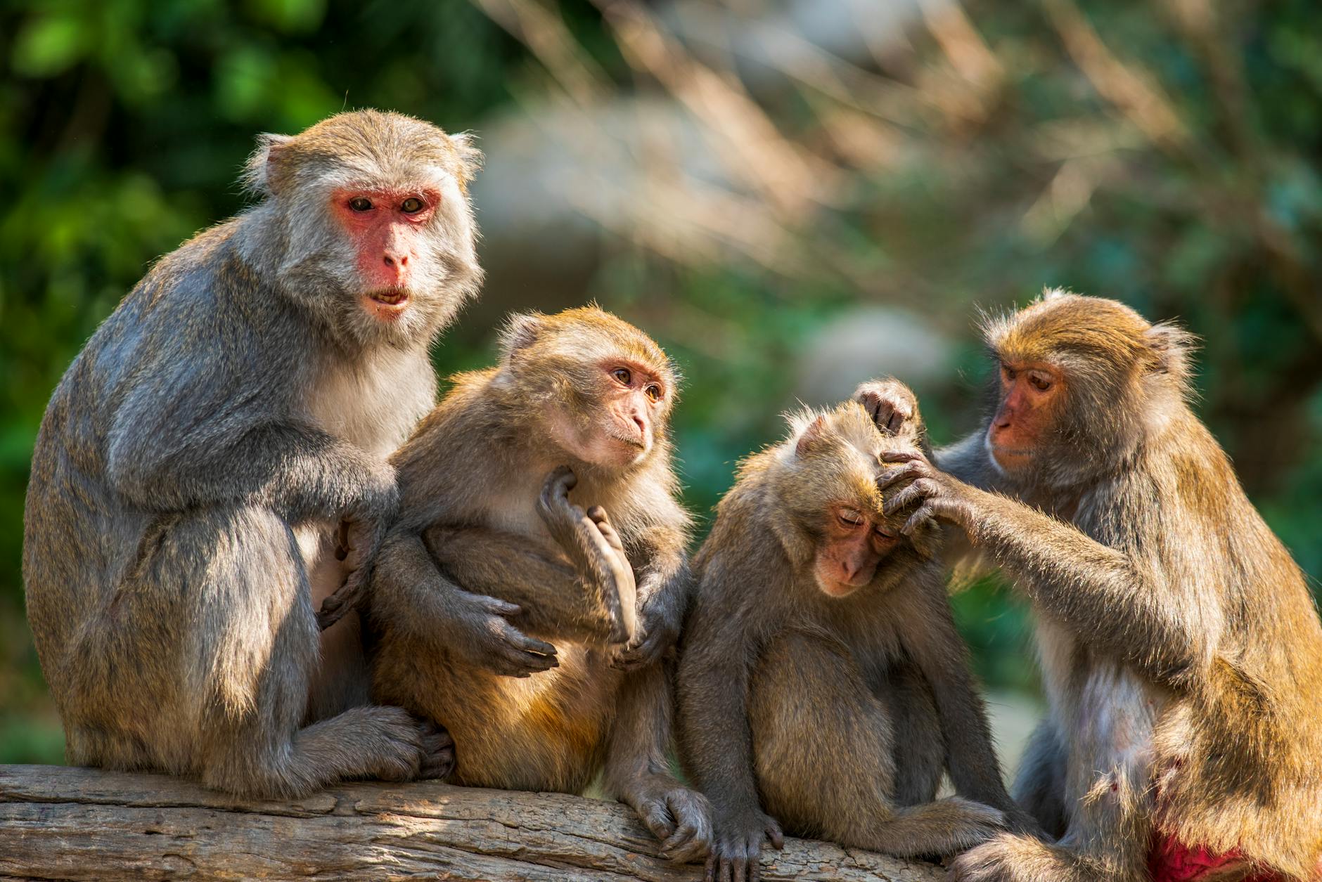 A group of four monkeys sitting on a log, with one monkey grooming another while two others are interacting nearby, set against a blurred green background.
